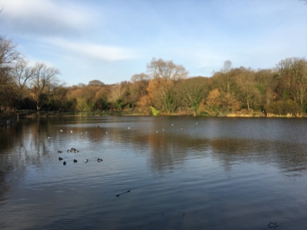 The ponds of Hampstead Heath